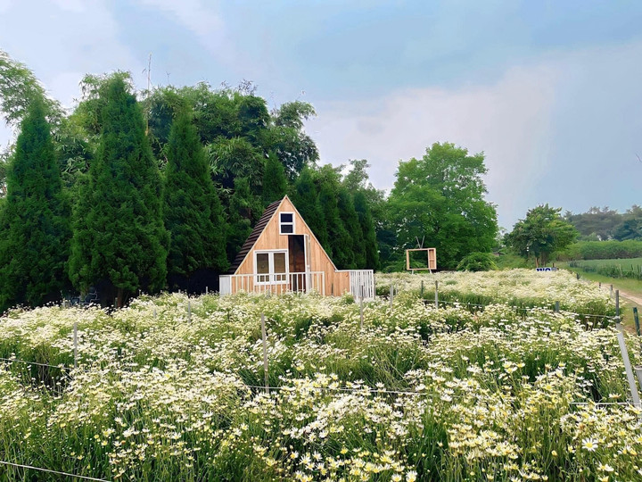 Vườn hoa bãi đá sông Hồng đã tràn ngập sắc hoa cúc họa mi mới chớm nở. (Ảnh: Page Bãi đá sông Hồng)
