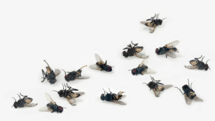 Có nhiều cách thức xua đuổi loài ruồi hiệu suất cao và rất dễ dàng triển khai. (Ảnh minh hoạ: Istock)