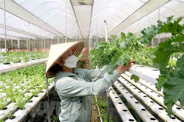 Phát triển kinh tế tập thể, hợp tác xã là tất yếu (Ảnh minh hoạ).