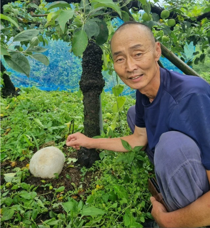 Nấm trứng Calvatia gigantea được phát hiện mọc liên tiếp suốt 10 năm tại một vườn táo ở Namwon. (Ảnh: Yahoo)