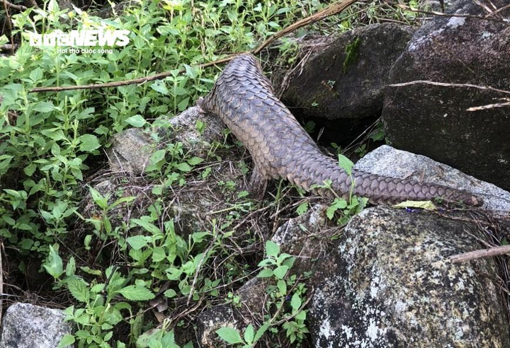 Con tê tê nặng 1kg vừa được thả về môi trường tự nhiên. (Ảnh: Minh Lương)