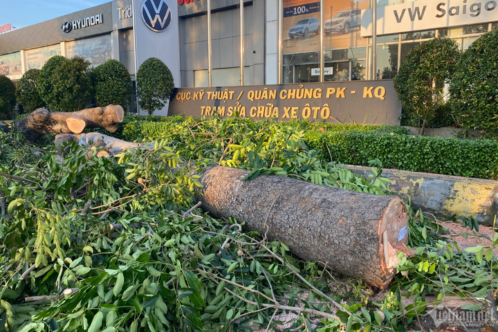 Loạt cây cổ thụ ở TP.HCM bị đốn hạ để làm đường nối hơn 4.800 tỷ đồng - 4