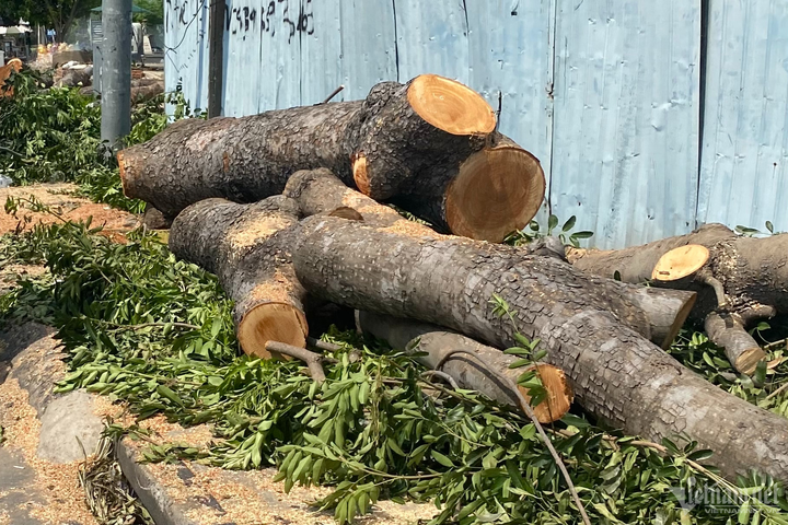 Loạt cây cổ thụ ở TP.HCM bị đốn hạ để làm đường nối hơn 4.800 tỷ đồng - 5