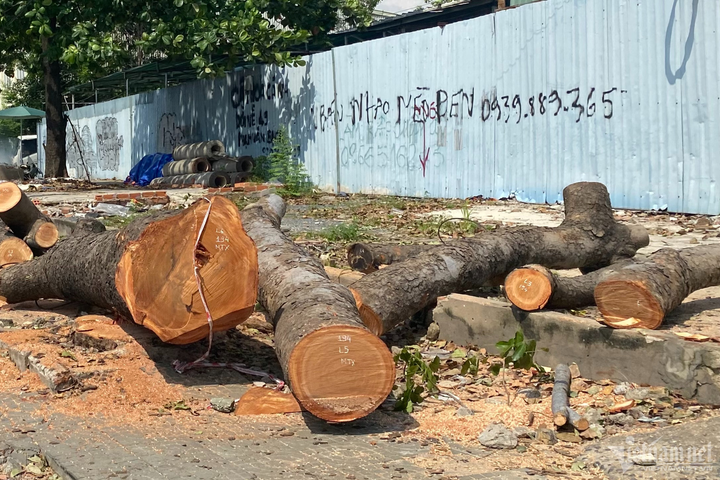 Loạt cây cổ thụ ở TP.HCM bị đốn hạ để làm đường nối hơn 4.800 tỷ đồng - 6