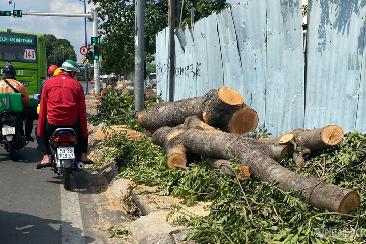 Loạt cây cổ thụ ở TP.HCM bị đốn hạ để làm đường nối hơn 4.800 tỷ đồng - 7