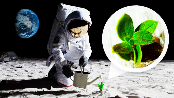 Việc trồng cây trên Mặt trăng khả thi hơn nhờ vi khuẩn Trái đất. (Ảnh: Wired.com)
