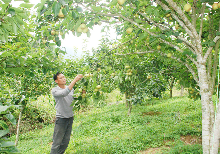 Các HTX, tổ hợp tác cho thấy vai trò quan trọng trong phát triển kinh tế ở Si Ma Cai.