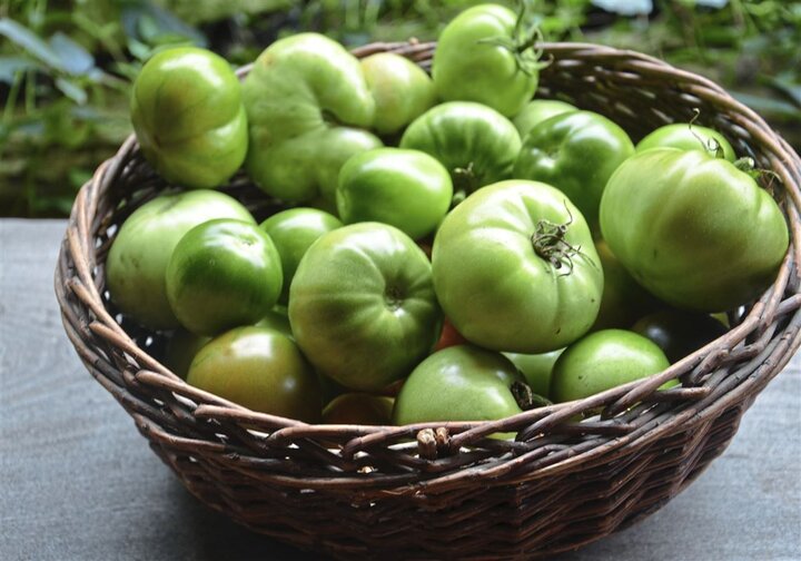 Cà chua xanh xao chứa chấp alkaloid, rất có thể làm cho ngộ độc nếu như sử dụng rất nhiều. (Ảnh: Pittsburgh Post-Gazette)