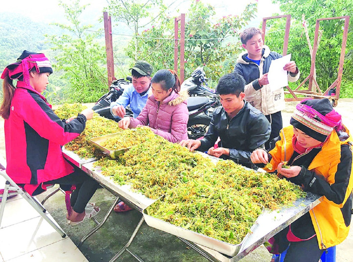 Sơ chế dược liệu tại HTX cộng đồng Nặm Đăm.