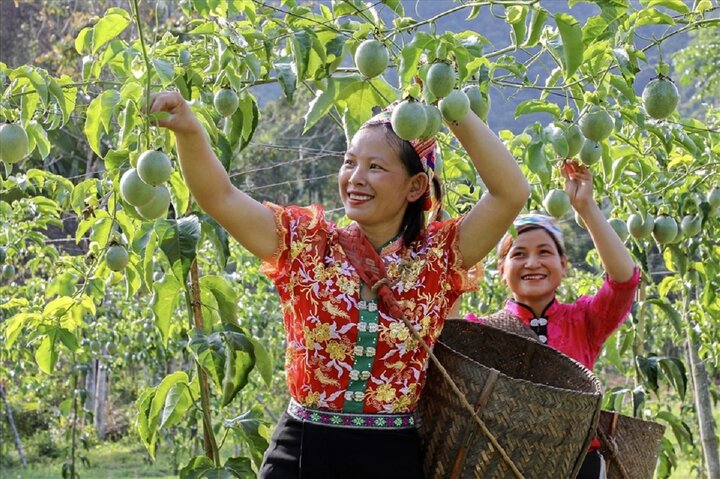 Tham gia vào HTX nông nghiệp, nghiều phụ nữ đồng bào dân tộc ở huyện Quế Phong từng bước vươn lên thoát nghèo.