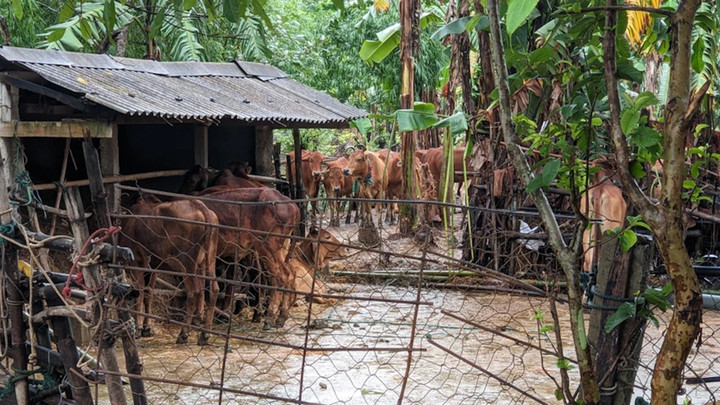 Một số con bò của gia đình ông Triều và bà lý bị nước cuốn trôi đêm 13/11 được tìm thấy. (Ảnh: N.D)