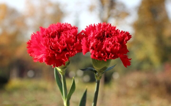 Hoa cẩm chướng biểu tượng mang đến những người dân sinh mon 1. (Ảnh: B.L)