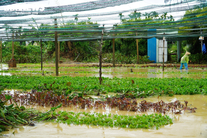 Nhiều diện tích hoa màu tại xã Vĩnh Trung (TP Nha Trang) bị ngập úng.