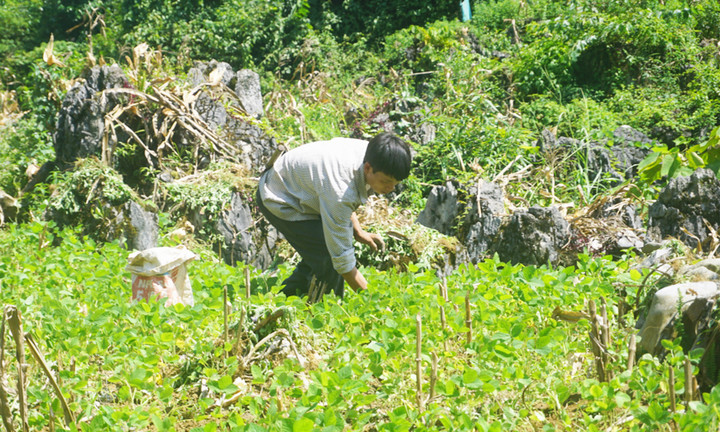 Bảo Lạc cũng đang định hướng nông dân phát triển nông nghiệp theo hướng hàng hóa.