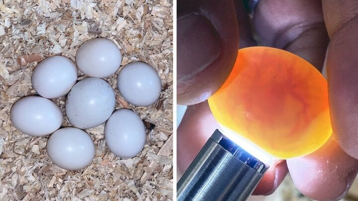 Soi trứng vì thế đèn hoặc bên dưới ánh mặt mũi trời là cơ hội nhận thấy trứng quá lâu khá đúng mực. (Ảnh: Egg Candling)