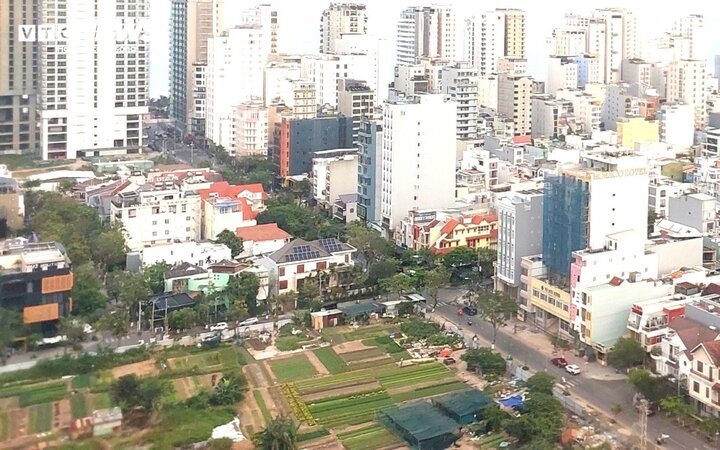 Nhiều lô đất bỏ trống tại quận Sơn Trà, Đà Nẵng được người dân thuê trồng rau.
