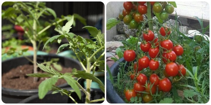 Cà chua là loại cây rất dễ trồng.