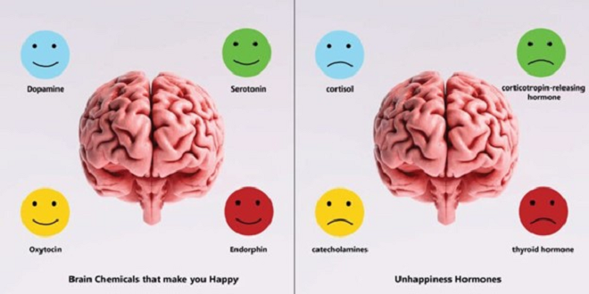 Các nội tiết tố serotonin, melatonin, dopamine, endorphin… giúp tâm trạng vui vẻ, hạnh phúc.