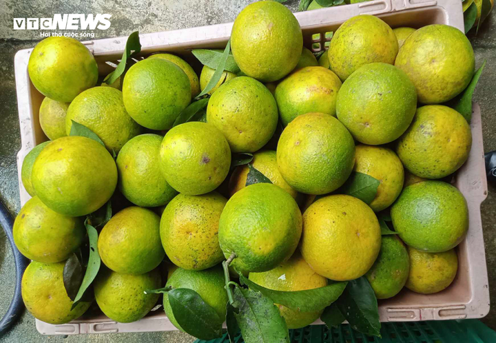 Thủ phủ cam Hà Tĩnh vào mùa, bán giá cao vẫn ‘cháy’ hàng - 2