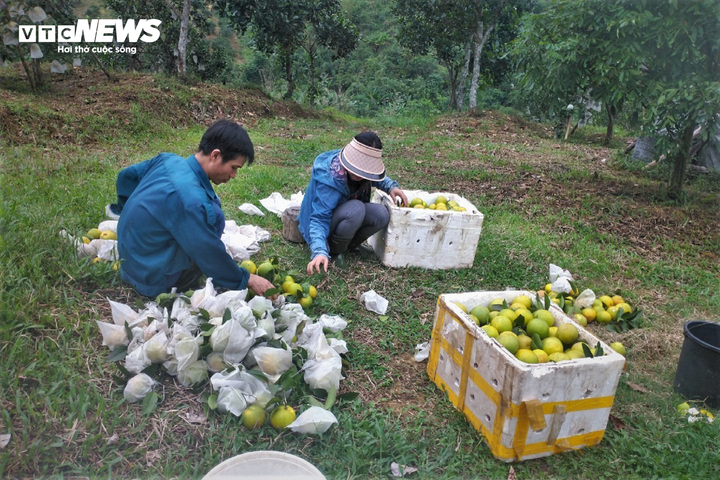 Thủ phủ cam Hà Tĩnh vào mùa, bán giá cao vẫn ‘cháy’ hàng - 14