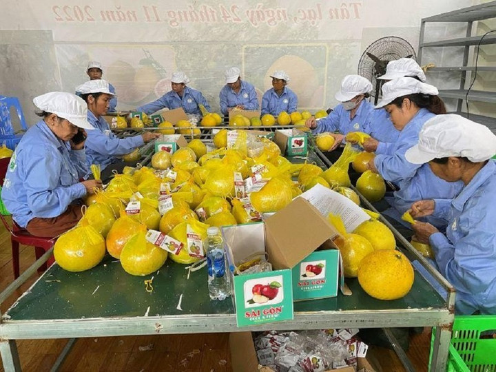 Bưởi đỏ Tân Lạc được đóng gói trước khi đưa đi xuất khẩu. (Ảnh: Sở Tài chính Hòa Bình)