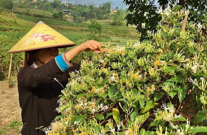 HTX đóng góp tích cực trong việc giải quyết các vấn đề xã hội, dân sinh, giải quyết việc làm, hỗ trợ nông dân sản xuất hiệu quả.