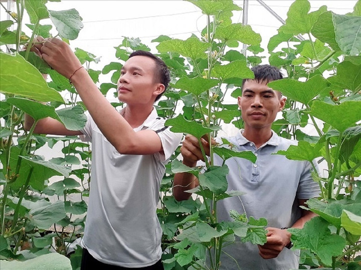 Tỉnh Hà Giang đã triển khai nhiều giải pháp phát triển HTX góp phần tích cực vào công cuộc xóa đói, giảm nghèo.