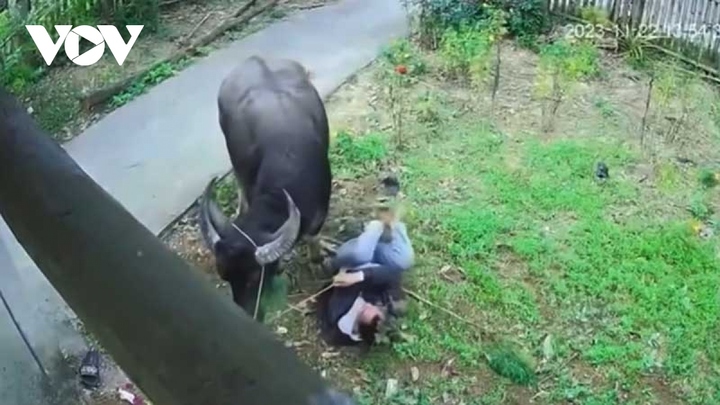 Ông Đ.Đ.Q. bị trâu húc ngay tại sân nhà.