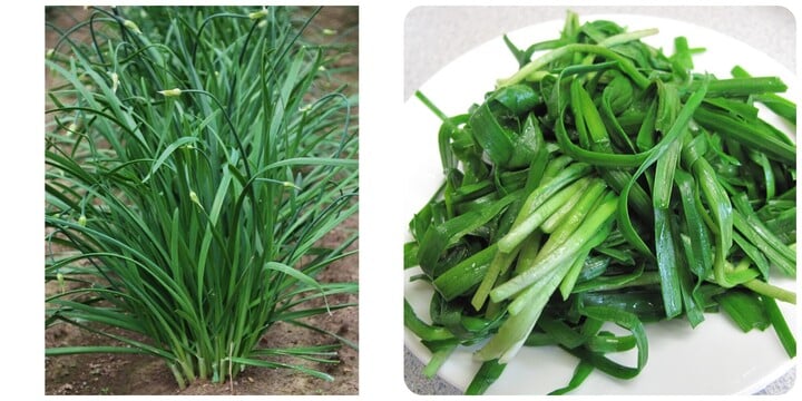 Rau hẹ rất tốt cho sức khoẻ