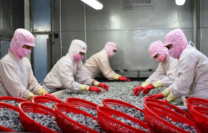Sản phẩm tôm sinh thái của Công ty Cổ phần Chế biến Thủy sản và Xuất nhập khẩu Cà Mau (Camimex) xuất sang thị trường châu Âu, Hàn Quốc...