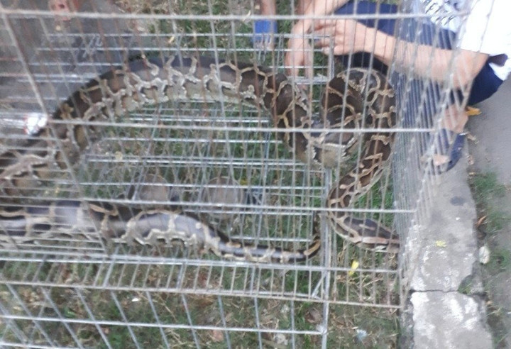 Con trăn dài khoảng 1,7m bất ngờ bò vào bãi xe chung cư ở TP.HCM.