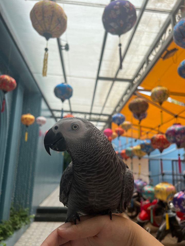 Maika bất ngờ nổi tiếng nhờ khả năng nói chuyện và ca hát. (Ảnh: NVCC).