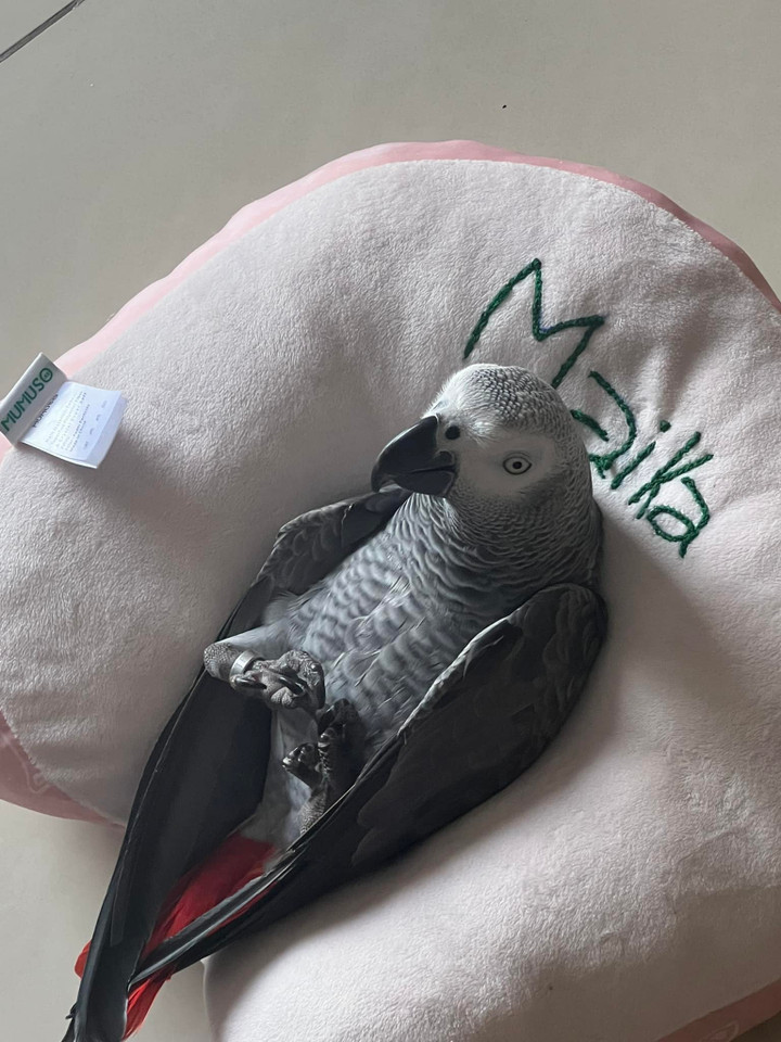 Maika nằm hạnh phúc trong chiếc gối thêu tên mình. (Ảnh: NVCC).