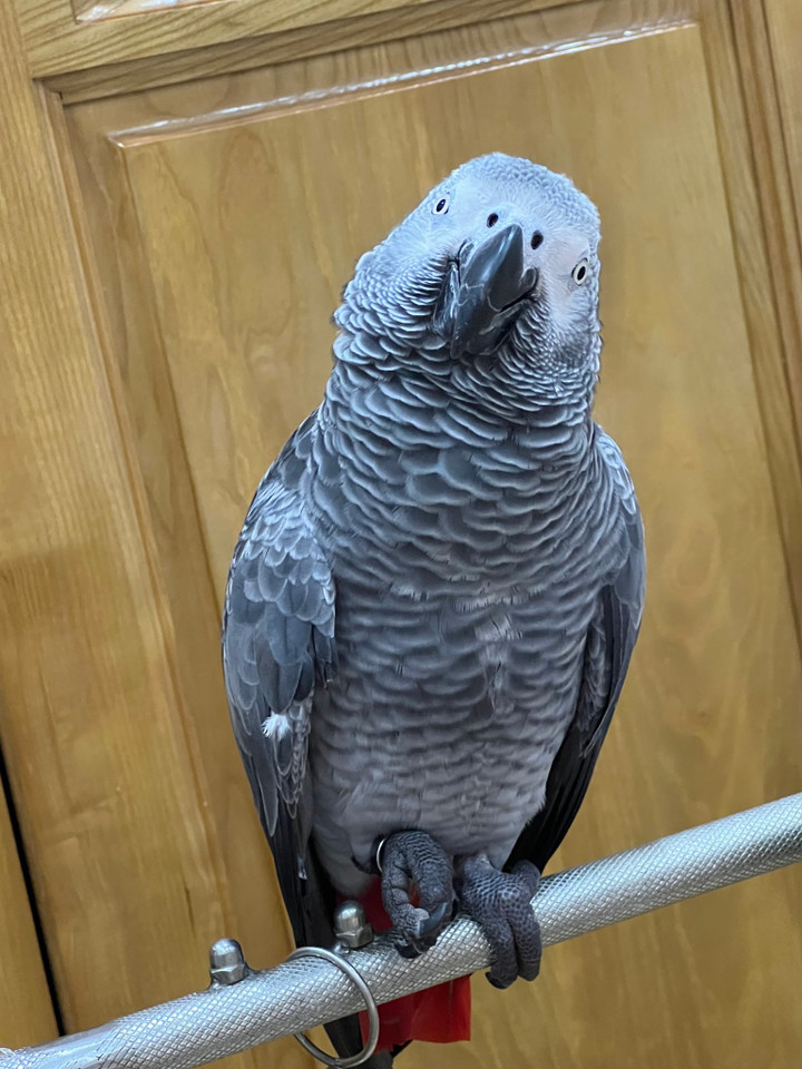 Idol mới nổi Maika gây bão trên Tiktok. (Ảnh: NVCC).