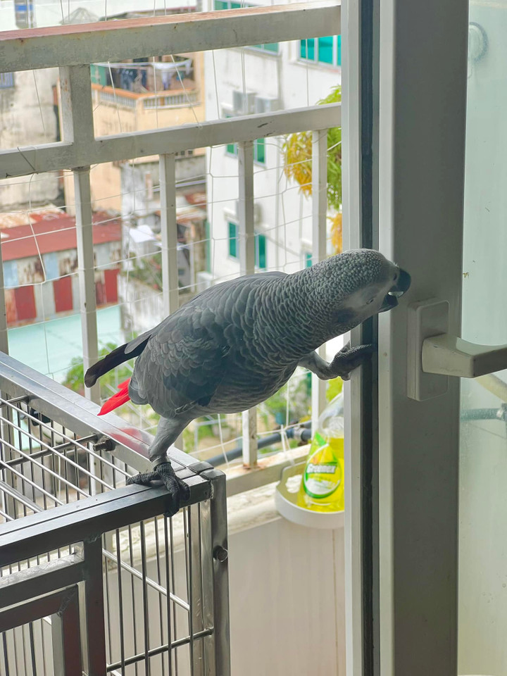 Khoảnh khắc tinh nghịnh hàng ngày của người bạn lông vũ. (Ảnh: NVCC).