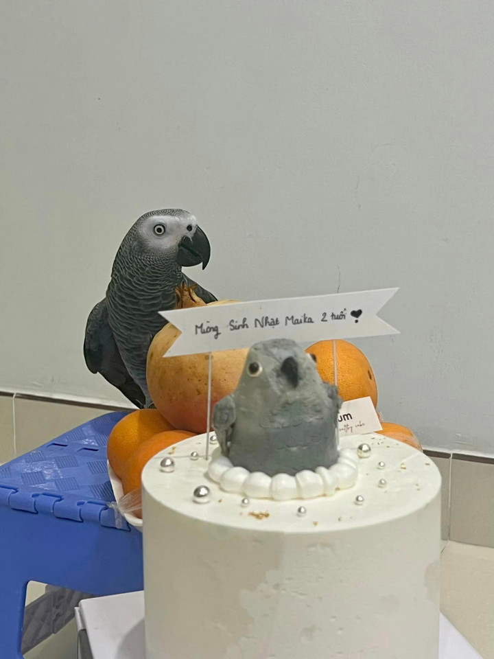 Vẹt Maika - idol mới nổi trên Tiktok biết nói tiếng Anh, khen chủ nhân xinh đẹp - 2