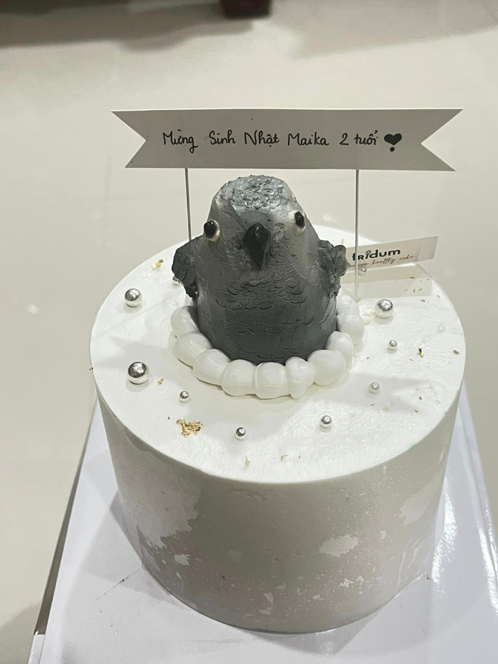 Vẹt Maika - idol mới nổi trên Tiktok biết nói tiếng Anh, khen chủ nhân xinh đẹp - 3