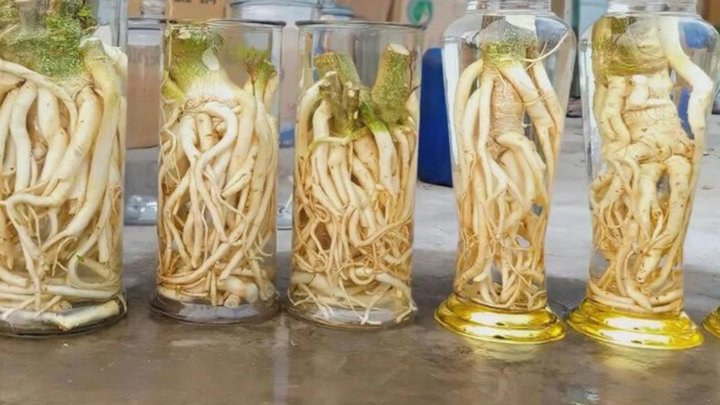 Cây đinh lăng ngâm rượu có tác dụng Bồi bổ cơ thể, tăng cường sức đề kháng... (Ảnh: Nhà thuốc Long Châu)
