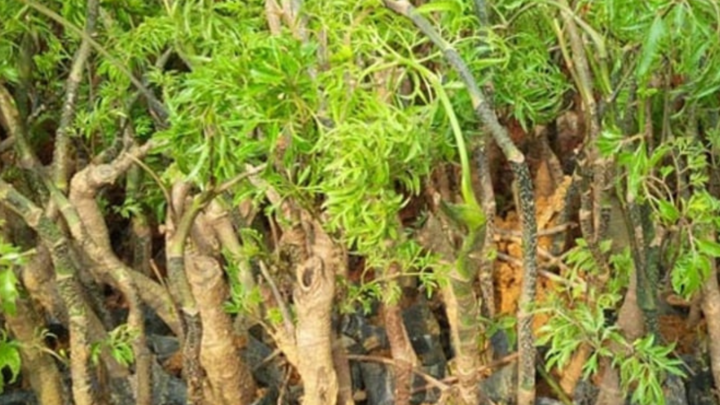 Bạn có thể tìm hiểu cách trồng cây đinh lăng để vừa đem lại lợi ích cho sức khoẻ vừa giúp trang trí, tạo bóng mát. (Ảnh: Nông Nghiệp Việt Nam)
