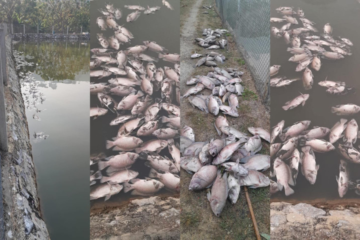Cá chết hàng loạt tại các ao hồ ở xã Mường Bon, huyện Mai Sơn, tỉnh Sơn La. (Ảnh: Đ.X.)