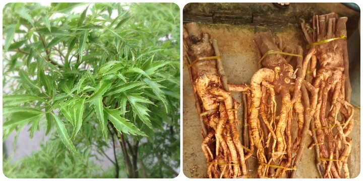 Đinh lăng cực tốt cho sức khoẻ