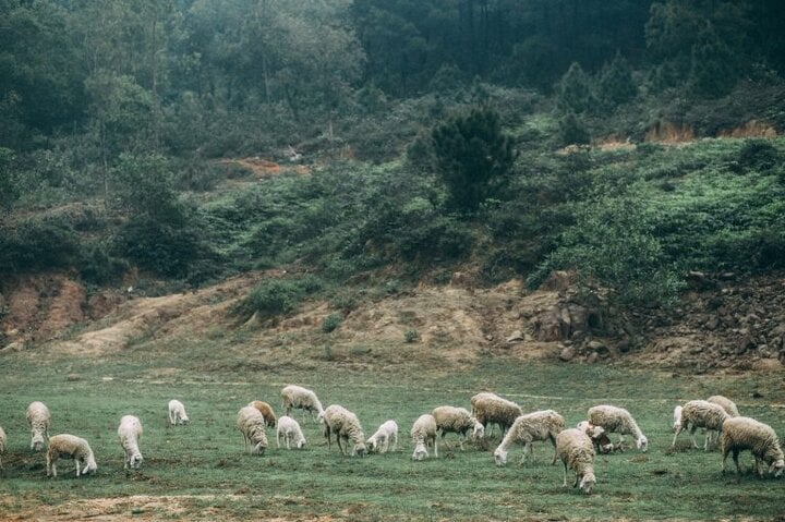 Không cần vi vu đâu xa, ngay Nghệ An nay cũng đã có một cánh đồng nuôi cừu siêu đáng yêu.