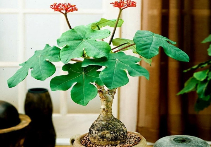 Ngô đồng cảnh là loại cây phong thủy, có ý nghĩa xua đuổi tà khí. (Hình minh họa)