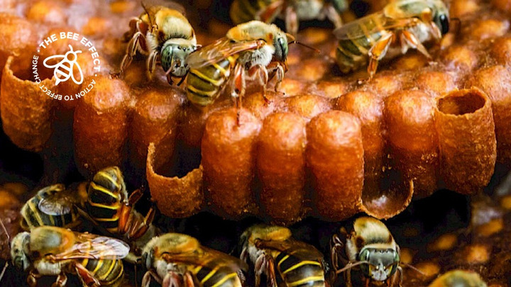 Bản thân mật ong tự nhiên chứa lượng nhất định chất kháng khuẩn hydro peroxide, có thể ức chế sự phát triển và sinh sản của vi sinh vật. (Ảnh: The Bee Effect)