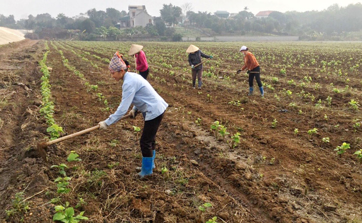 Từ dồn điền - đổi thửa, nhiều hộ ở xã Phú Nghĩa (Lạc Thủy) đã đầu tư trồng dâu nuôi tằm, đem lại hiệu quả kinh tế cao. (Ảnh: Báo Hòa Bình)