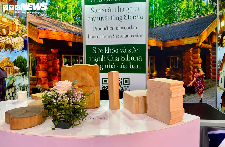 Những mẫu vật gỗ tuyết tùng của doanh nghiệp đến từ Nga.