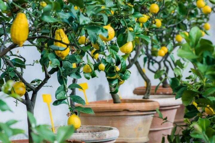 Bí quyết trồng chanh trong chậu quả sai