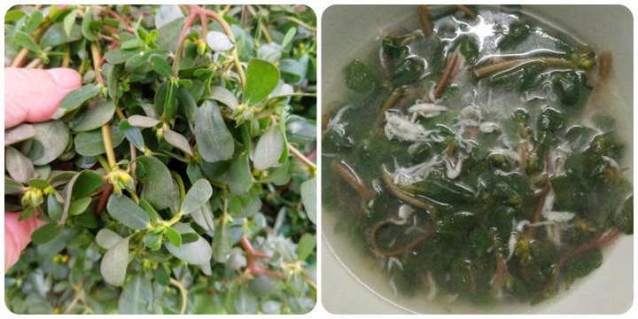 Rau sam rất tốt cho sức khoẻ.