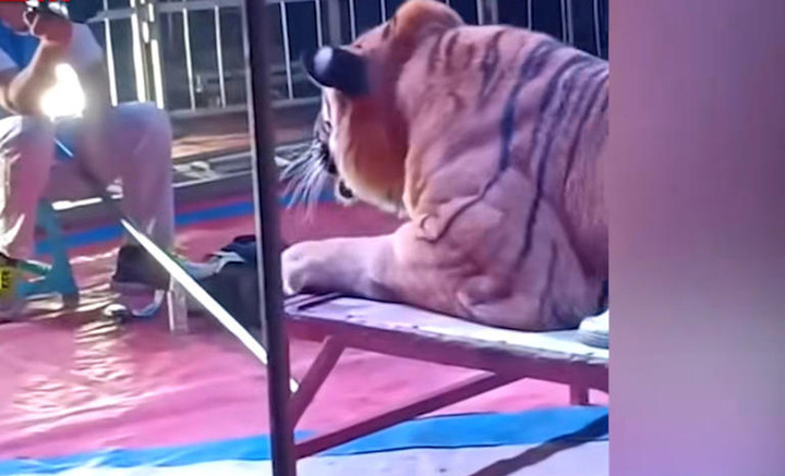 Mặc dù con hổ đã bị trói chân nhưng theo cư dân mạng, nó vẫn rất nguy hiểm.