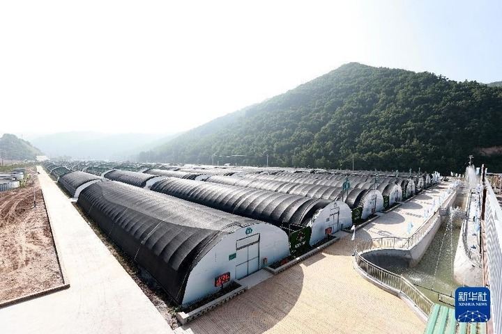 Nhà nuôi trồng áp dụng hệ thống tưới tiêu tự động ở Trung Dương hồi tháng 8. (Ảnh: Xinhua)